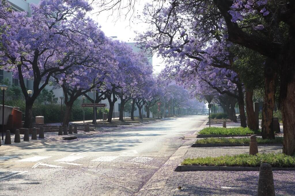 gray concrete road between trees during daytime